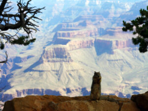 Gd Canyon Squirrel